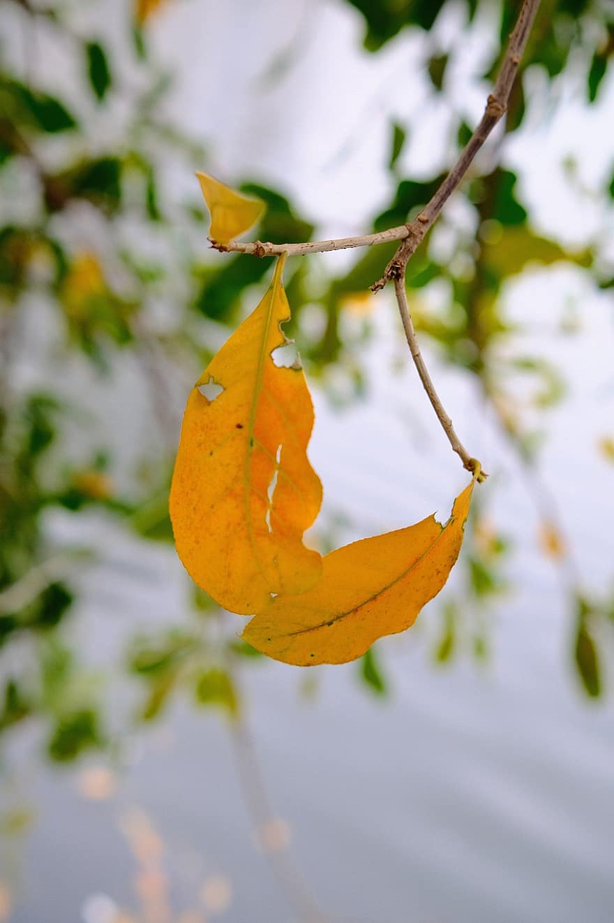 葉、かっこいい、木、秋、黄、閉じる、工場、シーズン、きらきら、森林、ブランチ