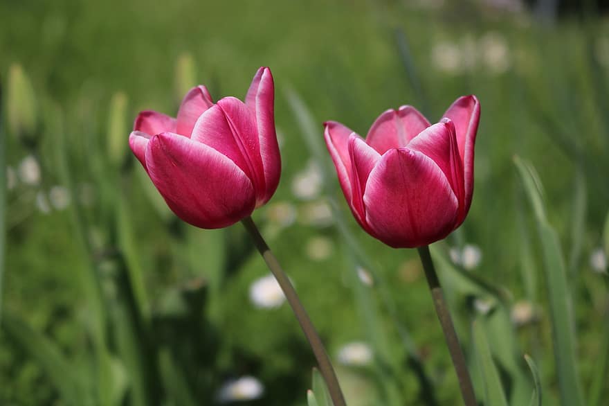tulipany, kwiaty, roślina, płatki, wiosenne kwiaty, wiosna, kwiat, Natura, ogród