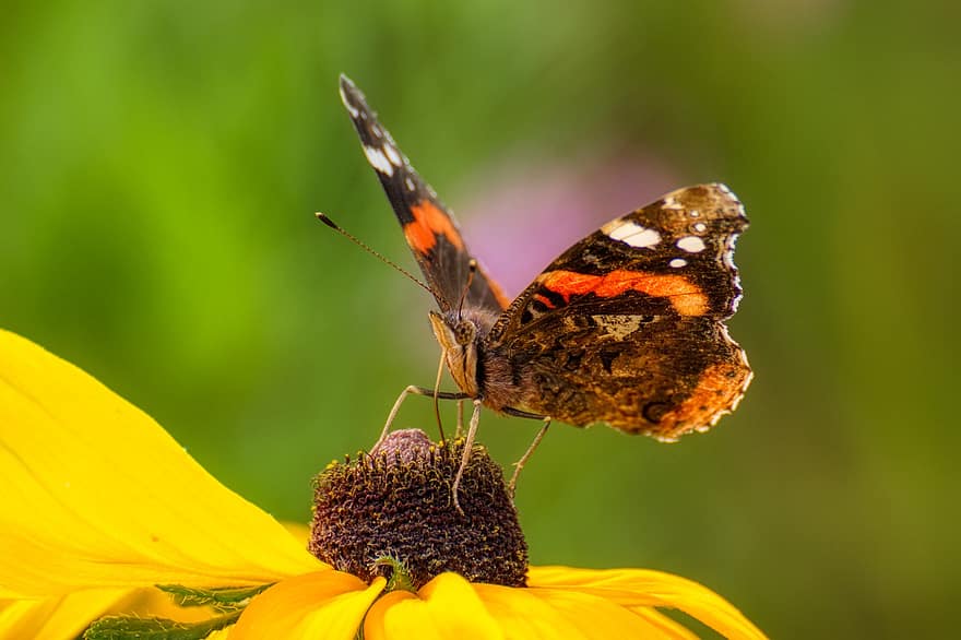 бабочка, цветы цветы, природа, насекомое, опыление, Флора, фауна, крылья, животное, весна, цветение