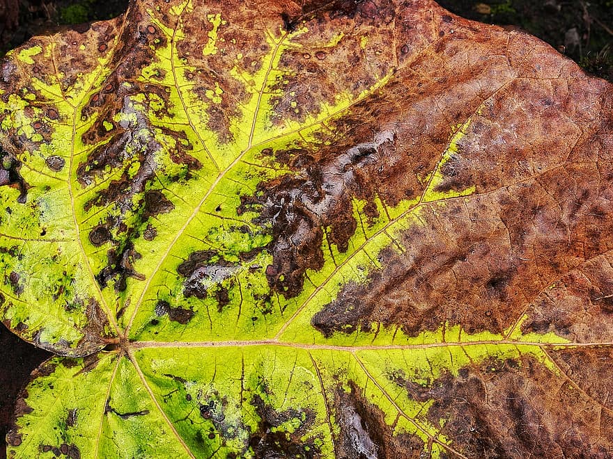 Leaf, Fallen, Autumn, Leaves, Fall, Pattern, Vein, Green, Brown, Dying, Transition