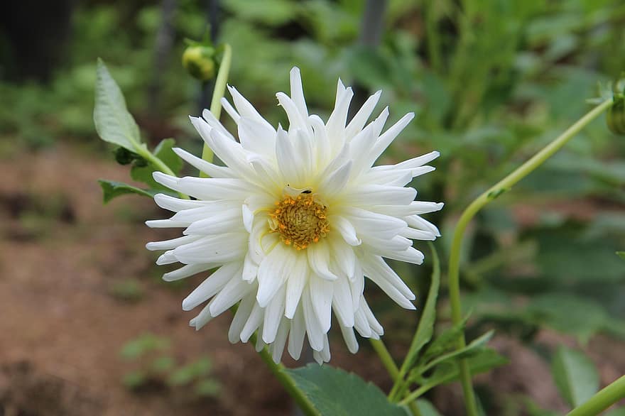 Dahlia, Flower, Garden, White Dahlia, Petals, White Petals, Bloom, Blossom, Flora, Plant