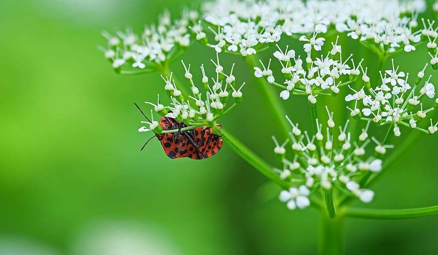 Stripe Bug, insekt, bille, tæt på, entomologi, arter, grøn farve, plante, sommer, makro, blomst