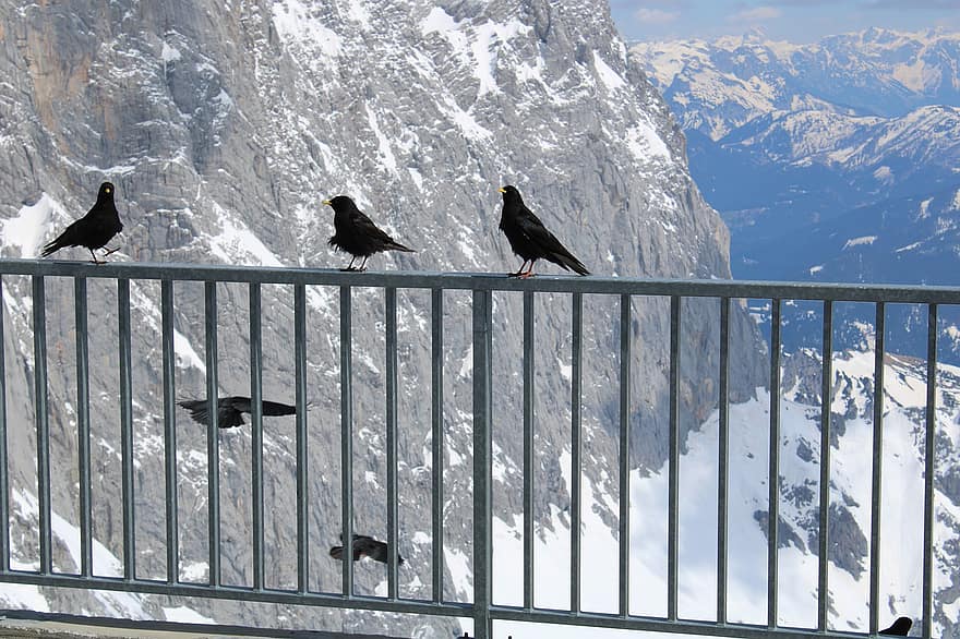 Góra, ptaki, narty, śnieg, wycieczka, Natura, jazda na nartach, zimowy, rekreacja, Austria, zwierzęta na wolności