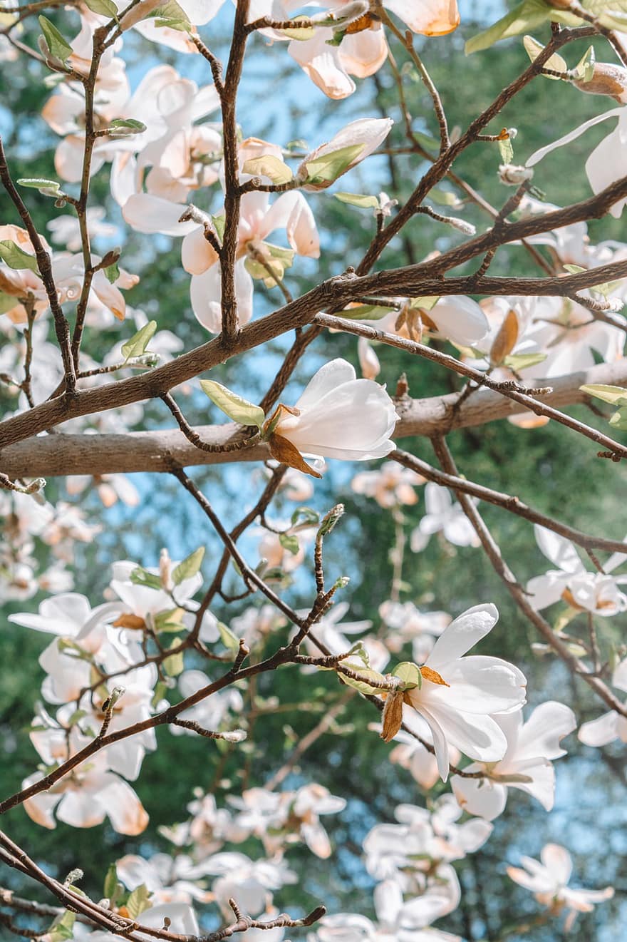 magnolia, primavera, fiore, natura, fioritura, giardino, albero, flora, petali, tenerezza, luce
