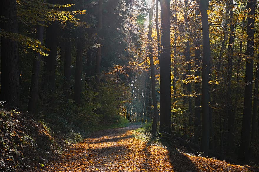 les, stromy, cesta, stezka, lesní cesta, lesní stezka, přírodní cesta, naučná stezka, podzim, listy, podzimní listí