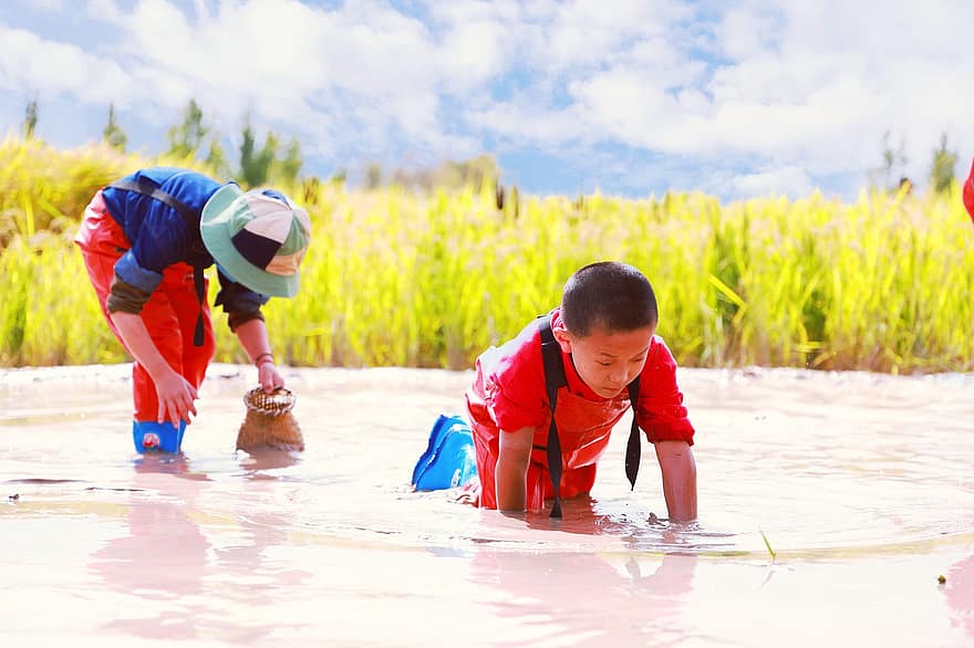 niños, Atrapando Loach, río, los niños, agua, campo de arroz, tradicional, rural