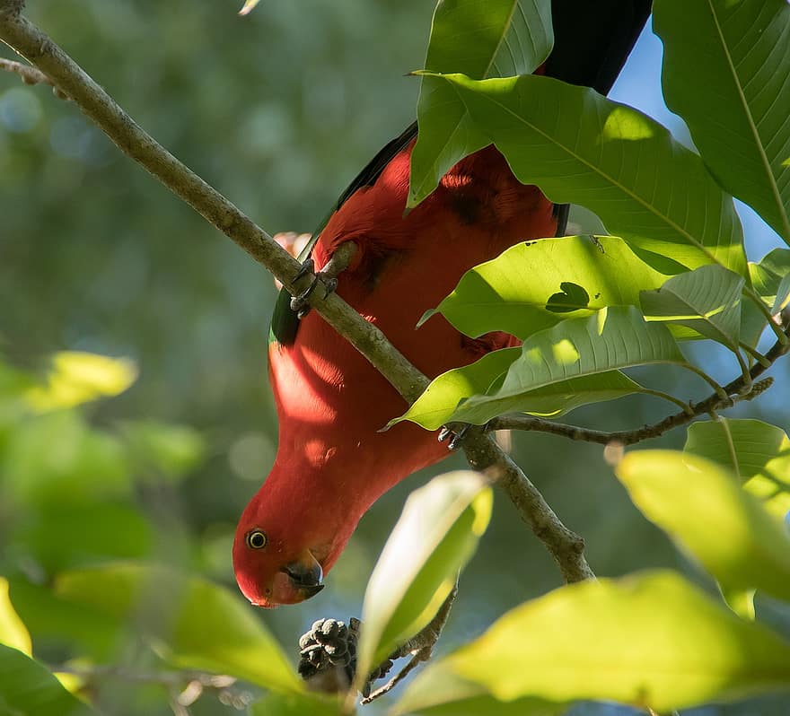 królowa papuga, alisterus scapularis, ptak, jedzenie, męski, pióro, czerwony, Zielony, pixabay, dziki, Queensland