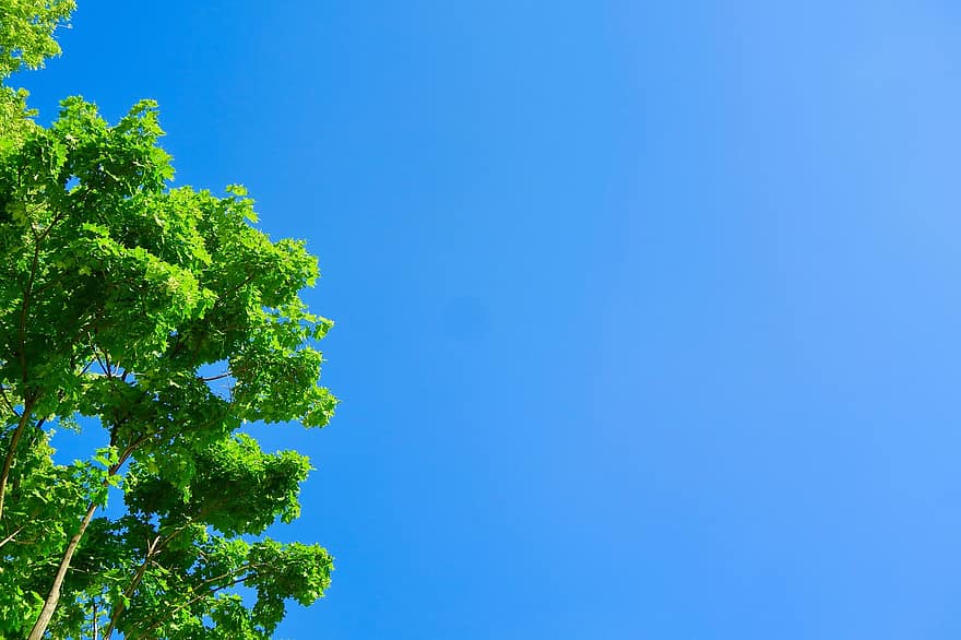 arbre, branques, cel, fons, cel blau, fulles, fullatge, naturalesa, blau, estiu, full