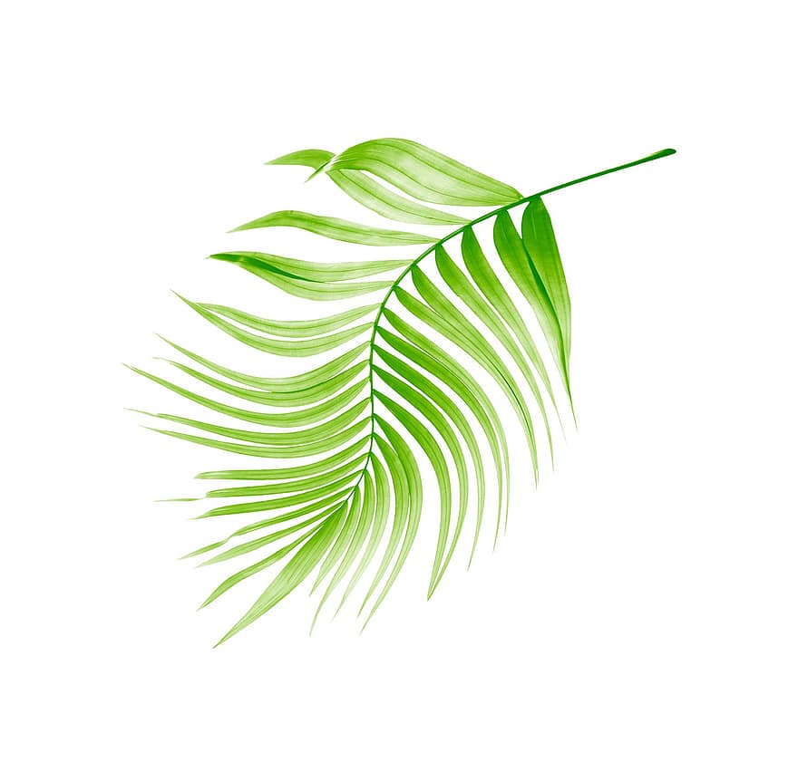 palmier, frunze, copac, verde, izolat, tropical, plantă, vară, textură, exotic, natură