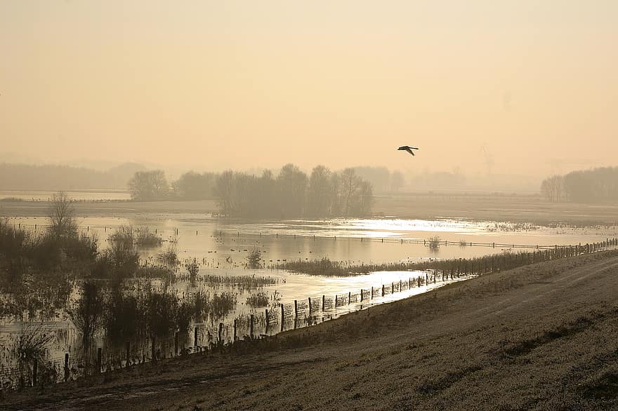 rivier-, mist, wilde gans, Rijn, winter, schemering, Niederrhein, atmosfeer, water, mistig