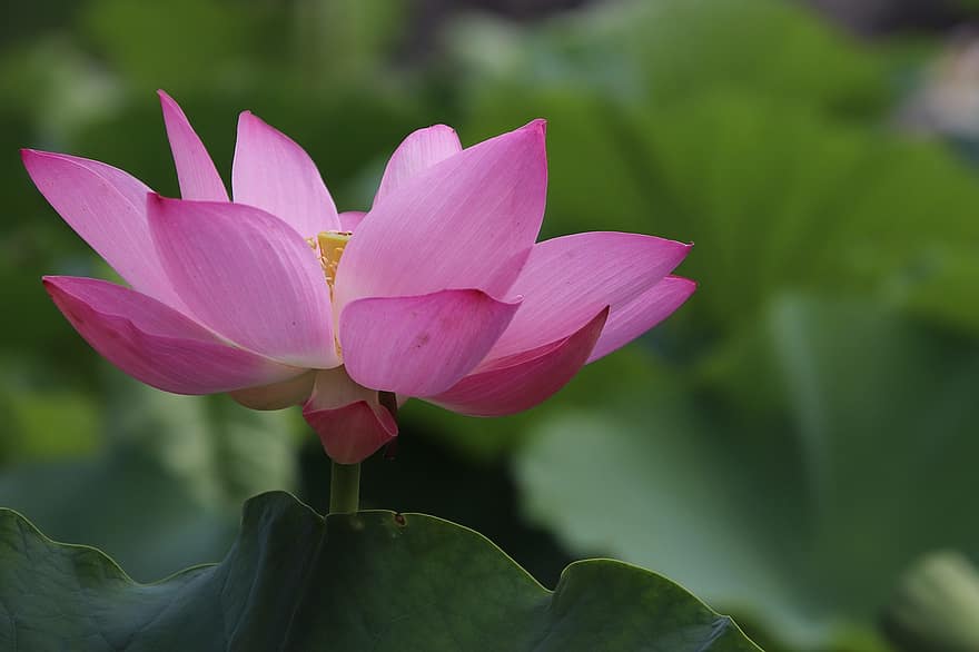 Lotus, Flower, Plant, Petals, Water Lily, Bloom, Blossom, Blooming, Aquatic Plant, Flora, Nature