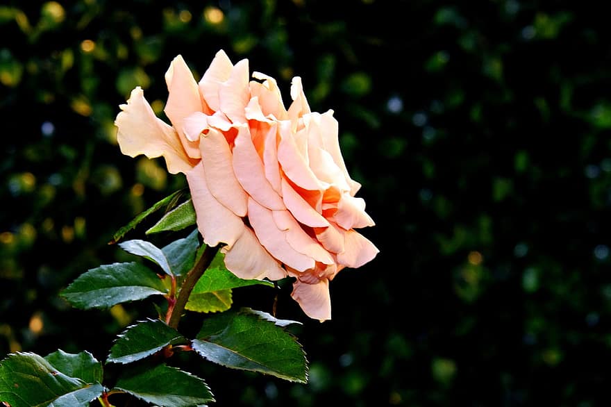 Rosa, flor, jardín, Noche, de cerca, flora