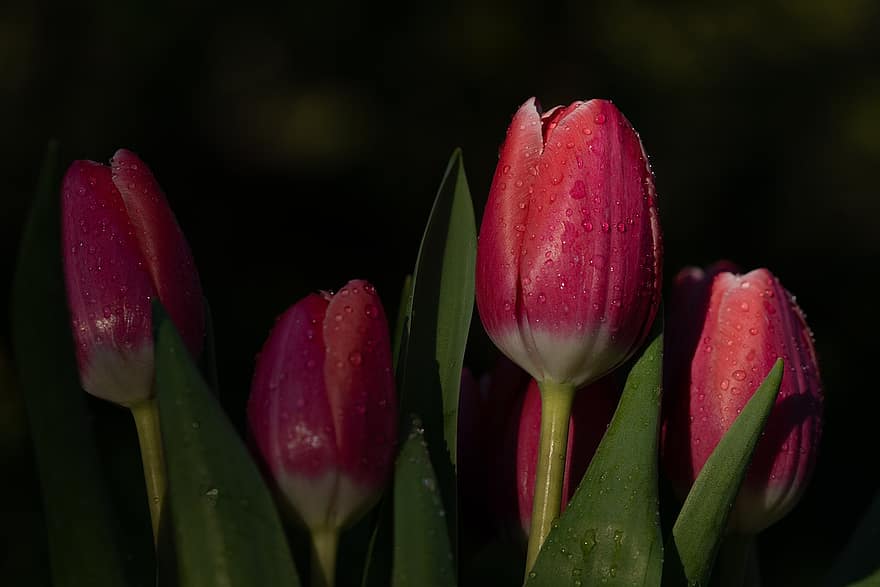fiore, primavera, tulipani, di stagione, fioritura, fiorire, botanica, pianta, natura, tulipano, testa di fiore