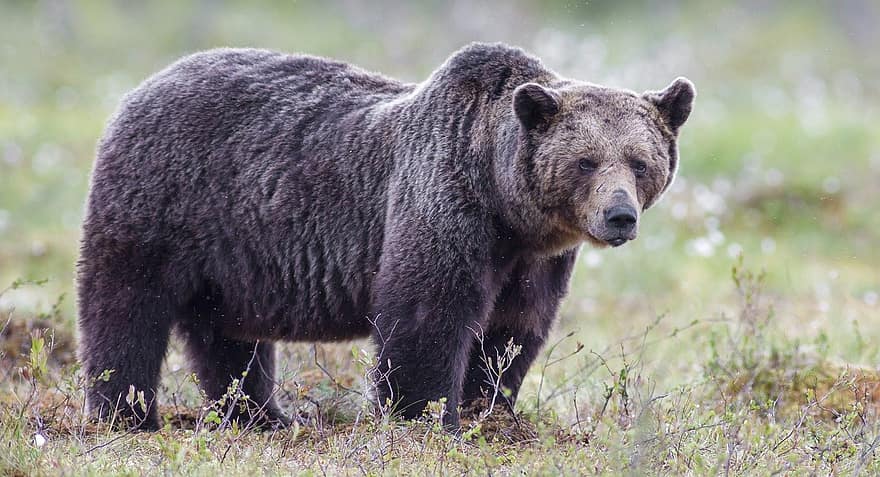 Urso, Urso marrom, ursus arctos, masculino, velho, cansado, mamífero, animal, animais em estado selvagem, grama, ampla