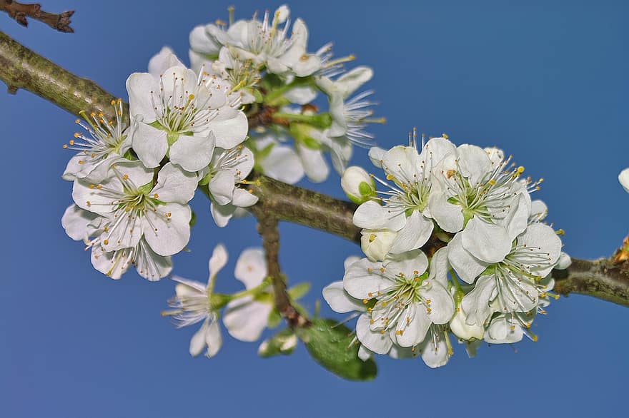 appelbloesems, bloemen, witte bloemblaadjes, bloemblaadjes, bloeien, bloesem, flora, lente bloemen, natuur, lente, tak