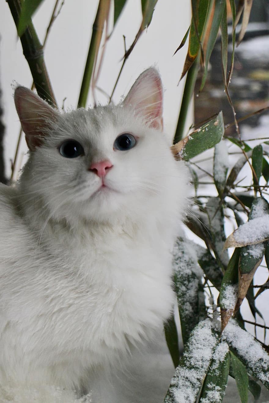 macska, házi kedvenc, hó, fehér macska, állat, macskaféle, cica, aranyos