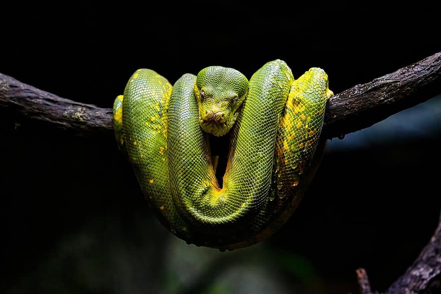 Green Tree Python, Snake, Animal, Reptile, Wildlife, Venomous, Coil, Branch, poisonous, animals in the wild, viper