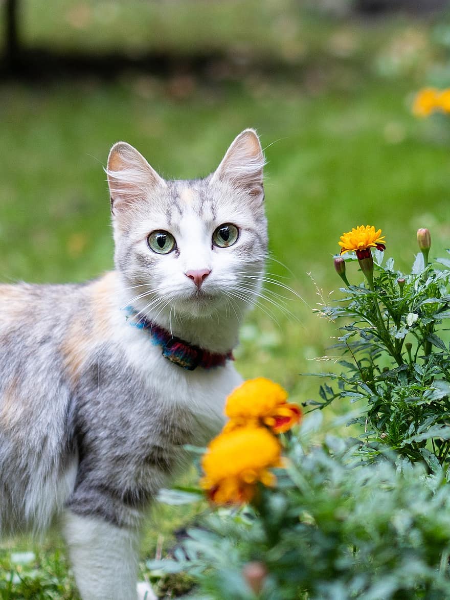 macska, házi kedvenc, virágok, állat, házimacska, macskaféle, emlős, aranyos, imádni való, kert, szabadban