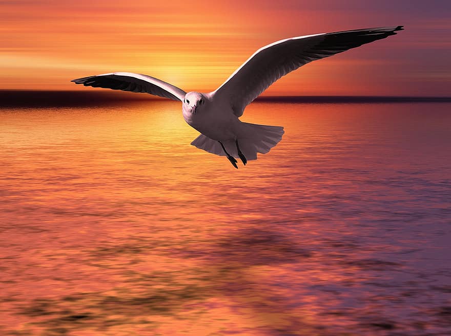 Seagull, Flying, Sunset, Bird, Flight, Sea Bird, Water Bird, Wings, Plumage, Animal, Animal World