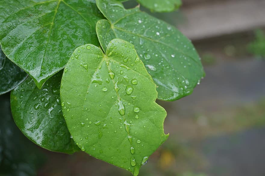 Plant, Leaves, Foliage, Dew, Water, Drops, Green