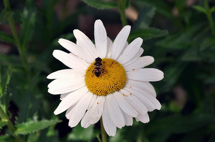 hunajamehiläinen, mehiläinen, kukka, päivänkakkara, hyönteinen, valkoinen kukka, kukinta, kasvi, luonto