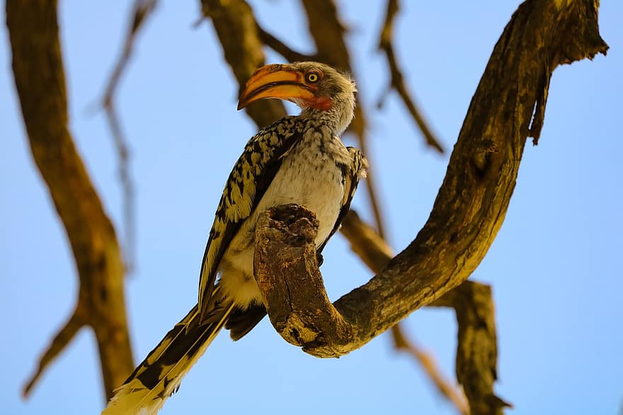 Hornbill bec groc, ocell, posat, animal, plomes, plomatge, bec, factura, observació d'aus, ornitologia, món animal