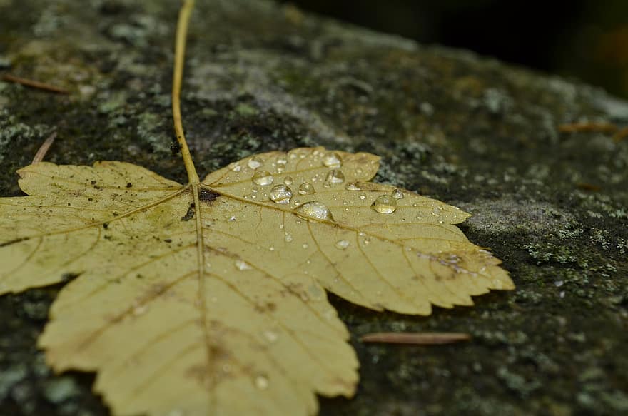 liść, jesień, mokro, krople, deszcz, spadek