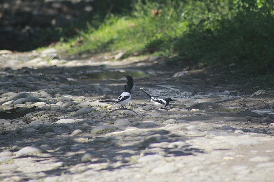 Wagtail, Birds, Animals, Japanese Wagtail, Path, Trail, animals in the wild, beak, feather, water, close-up