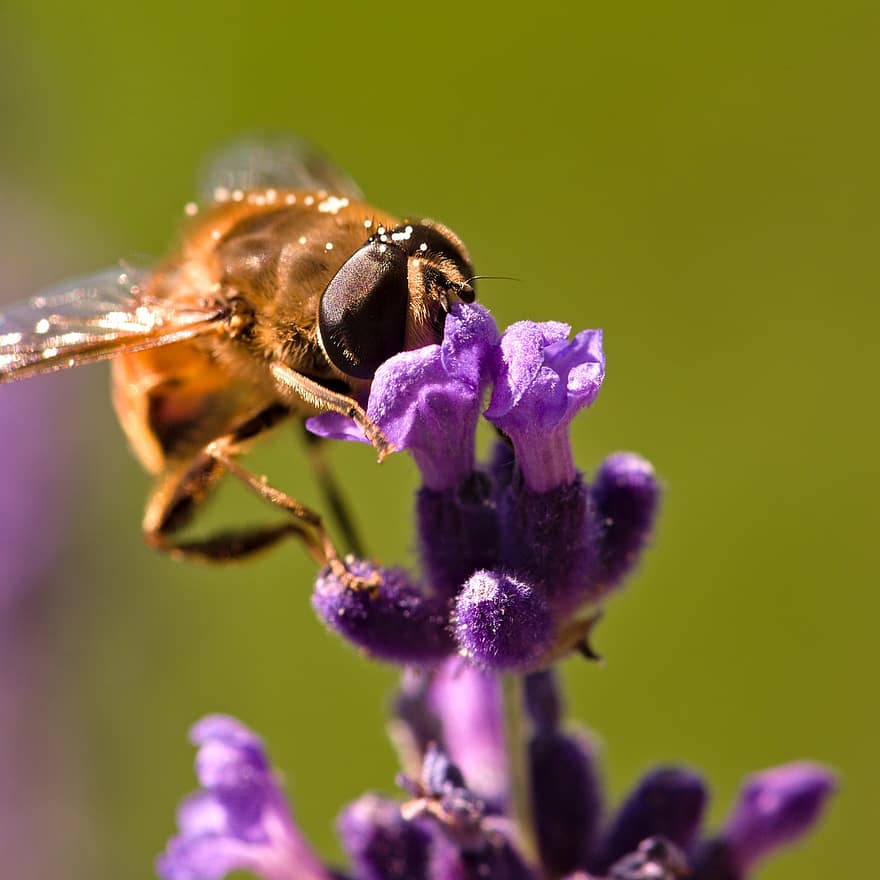 Lavender, Bee, Pollination, Pollinate, White Butterfly, Wings, Winged, Insect, Entomology, Bloom, Blossom