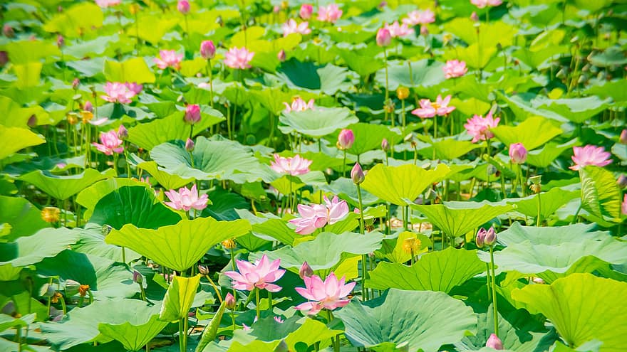 Lotus, Blumen, Pflanzen, pinke Blumen, Wasserlilien, Knospen, blühen, Wasserpflanzen, Lotus verlässt, Teich