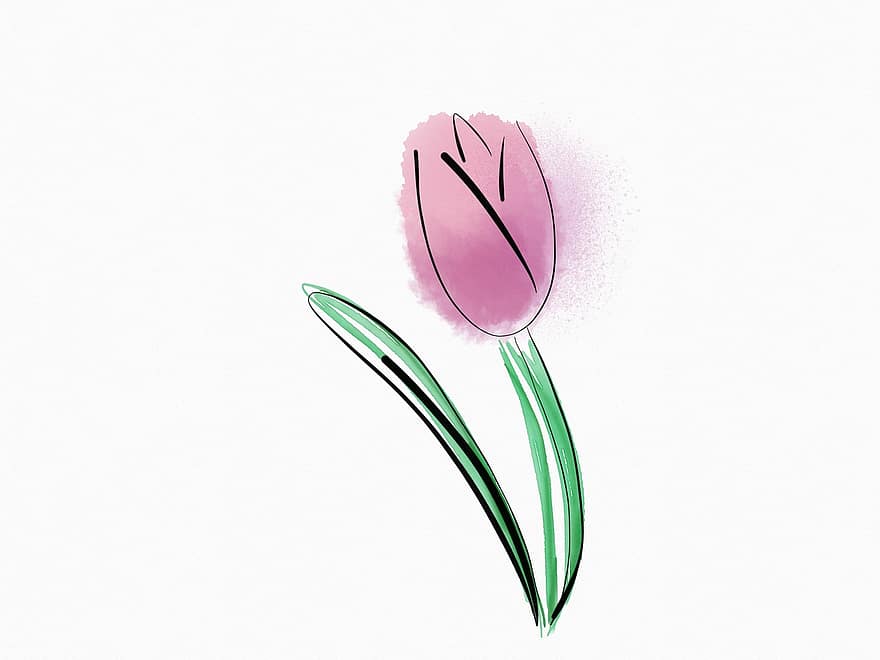 blomst, tulipan, flor, blomster, forår, plante, lyserød, grøn, blade, pære, udendørs