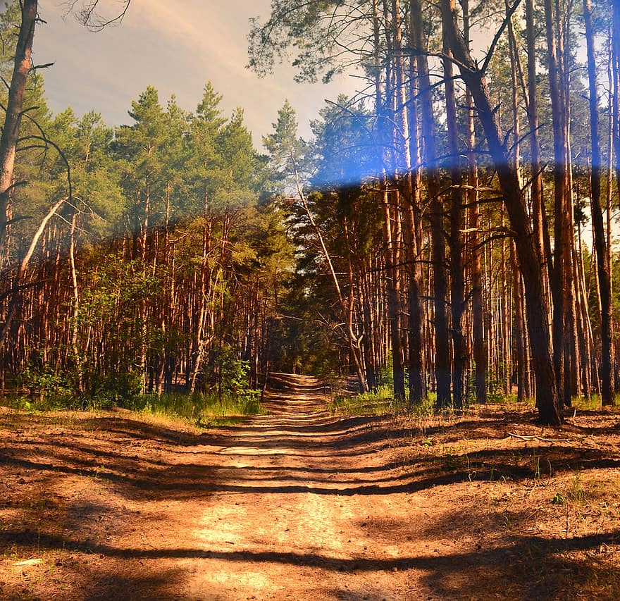 Forest, Glare, Trail, Dirt Path, Nature
