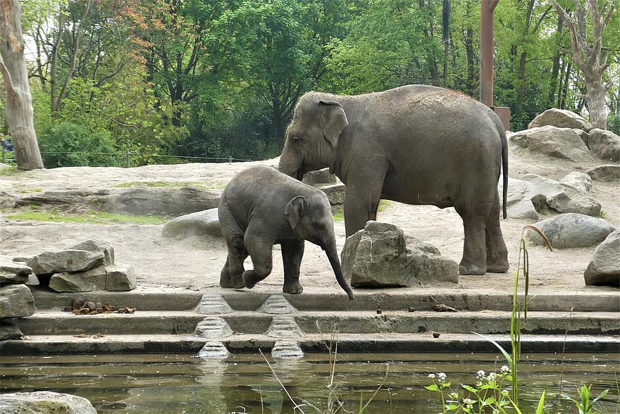 babyolifant, con voi, động vật có vú, Tốt bụng, động vật, động vật hoang dã, moederzorg, Thiên nhiên, vườn bách thú, Ngôi làng hạnh phúc, Rotterdam