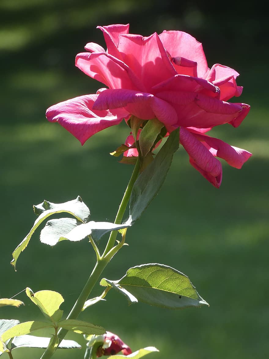 rozā roze, rozā zieds, pieauga, dārzs, angļu dārzs, angļu roze, tēja pieauga