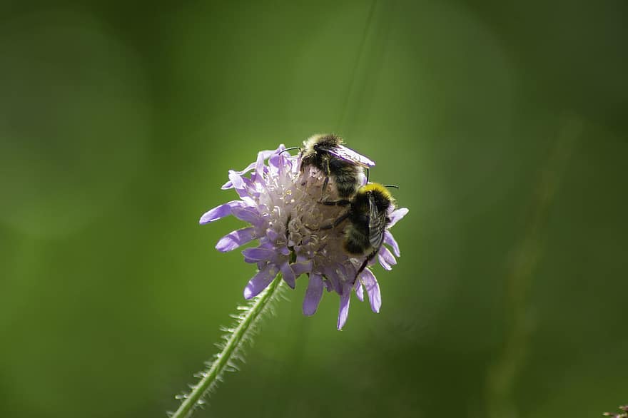 bumblebee, flor, inseto, natureza, jardim, néctar, pólen