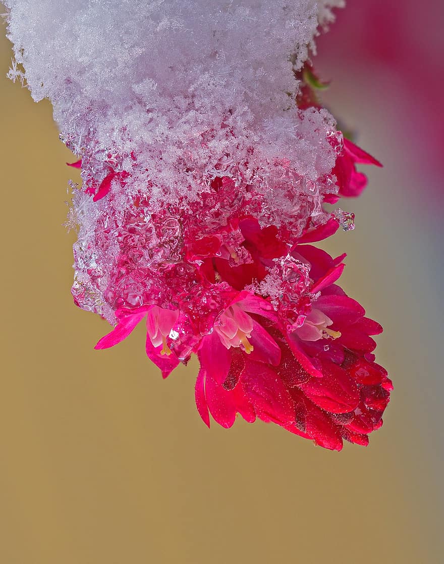 có tuyết rơi, hoa, bông hoa, tuyết, mùa đông, Mùa, cận cảnh, cây, cánh hoa, mùa hè, màu hồng