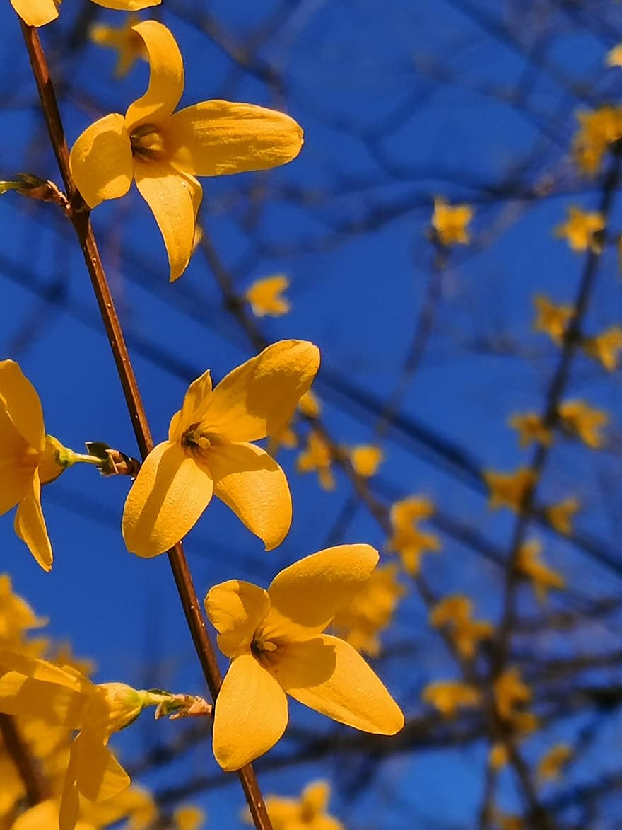 Forsythia, ดอกสีเหลือง, ธรรมชาติ, สวน, ใบไม้, สีเหลือง, ใกล้ชิด, ปลูก, สาขา, ดอกไม้, ต้นไม้
