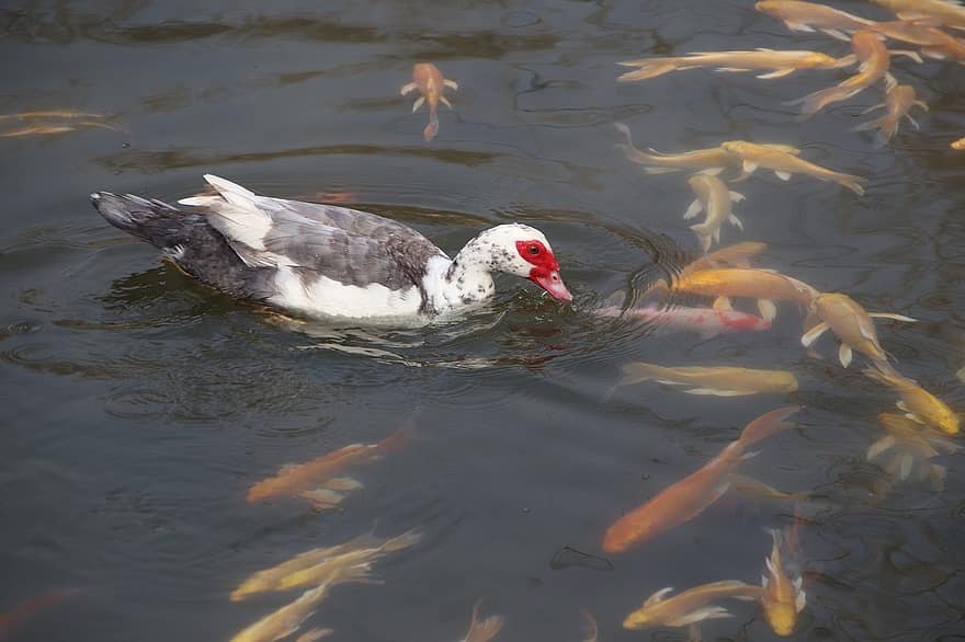 Muscovy Duck, Koi Fish, Pond, Bird, Duck, Waterfowl, Water Bird, Aquatic Bird, Animal, Feathers, Plumage