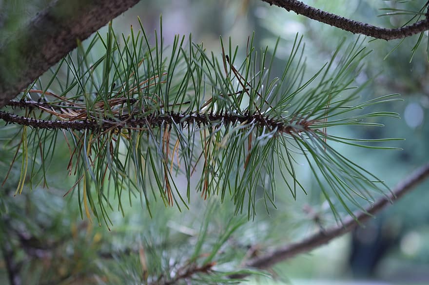 Pinyon mexicain, arbre à feuilles persistantes, Pinus Cembroides, pin pin, Pin mexicain, pin