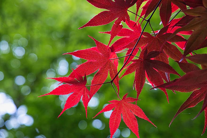 красный клен, кленовые листья, клен, листья, красные листья, природа, лист, осень, дерево, время года, завод