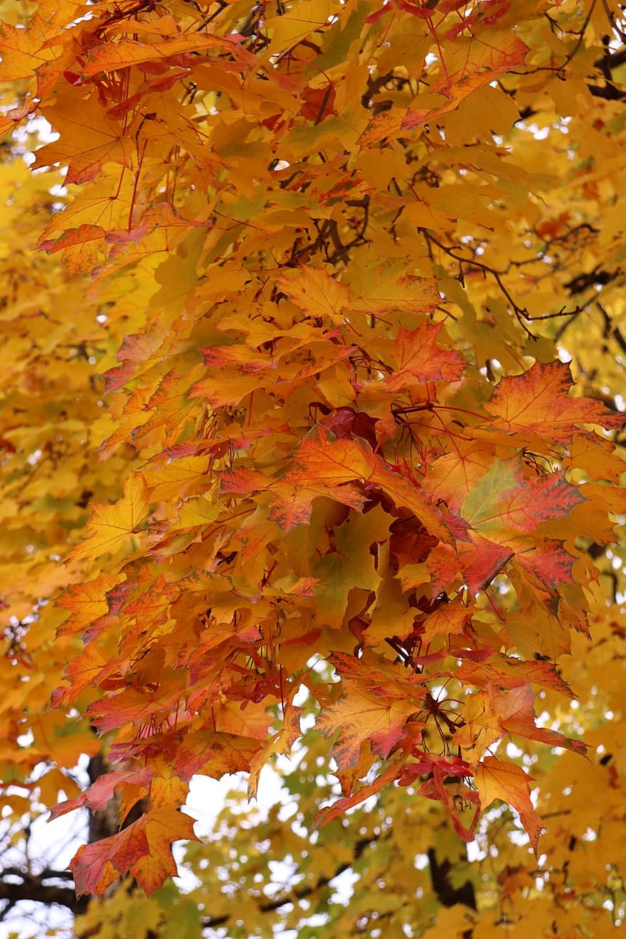 klon, jesień, odchodzi, listowie, jesienne liście, spadek liści, kolory jesieni, sezon jesienny, spadek kolorów, pomarańczowe liście, las