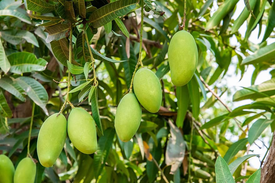 mango, zaļa, svaiga, augļi, Indija, andhra Pradesh, salds, mohans