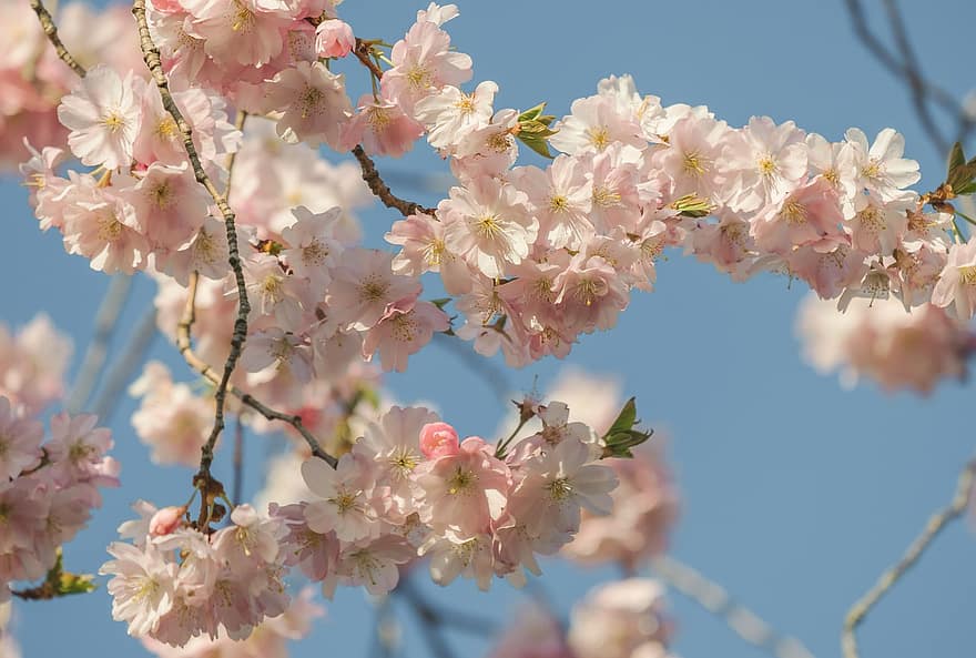 flors, flor de cirerer, branca, japonès, arbre de flors, ramita amb flors, flora, sakura