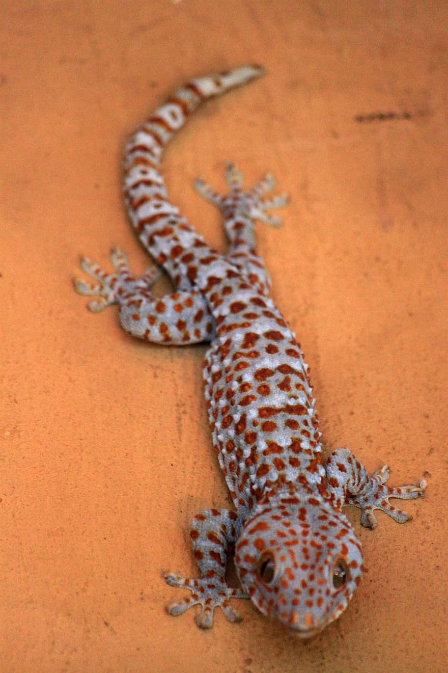 gecko, zvíře, volně žijících živočichů, tokay gecko, gekko gecko, fauna, divočina