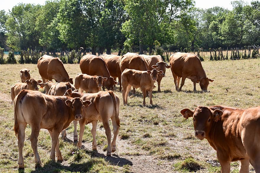 bò cái, bầy đàn, gia súc, đồng cỏ, động vật có vú, nông nghiệp, chăn nuôi, Thảo nguyên, động vật trang trại, thịt bò, bắp chân