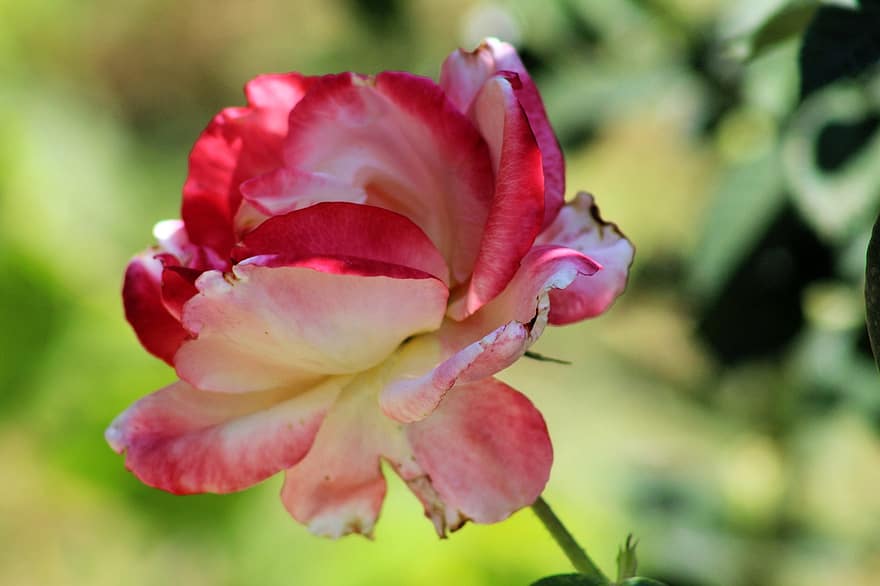 jardin rose, fleur, plante, Rose, pétales, Floraison, la nature
