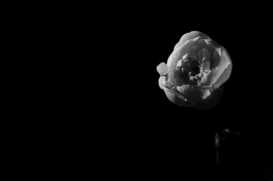 Rose, fleur, la nature, nature morte, lumière flash, minimalisme, Floraison, pétale, fermer, fleur simple, tête de fleur