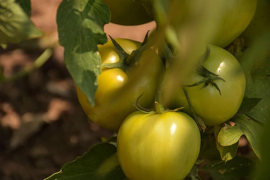Tomaten, Obst, Pflanze, grüne Tomaten, Lebensmittel, frisch, gesund, Ernährung, Plantage, Anbau, Landwirtschaft