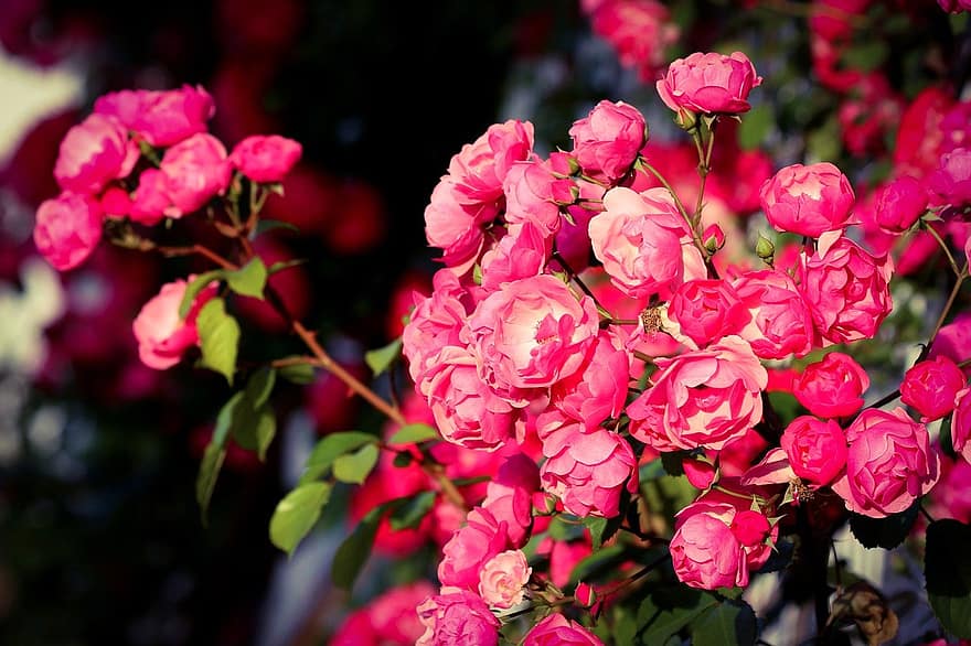 mawar, bunga-bunga, mawar merah muda