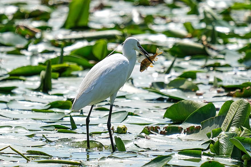 egreta petita, ocell, peix, pantà, llac, estany, fulles, plantes, observació d'aus, conservació, delta del Danubi